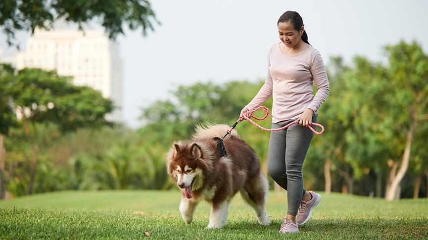 如何選擇狗狗胸背帶-飼主必讀3大選購貼士